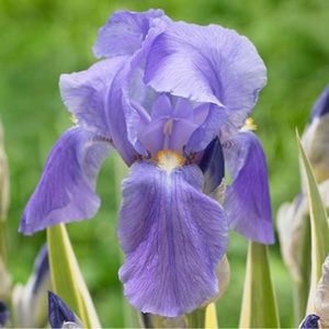 Purple fragrant Iris cutting rooted,order before April ends I’ll double the orde